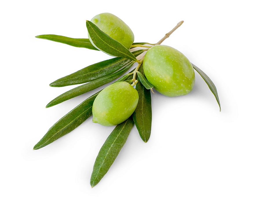 Fresh Green Olives Branch PNG Image