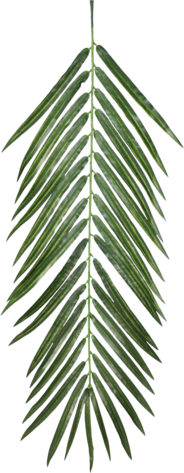 Fresh Green Palm Leaf Isolated PNG Image