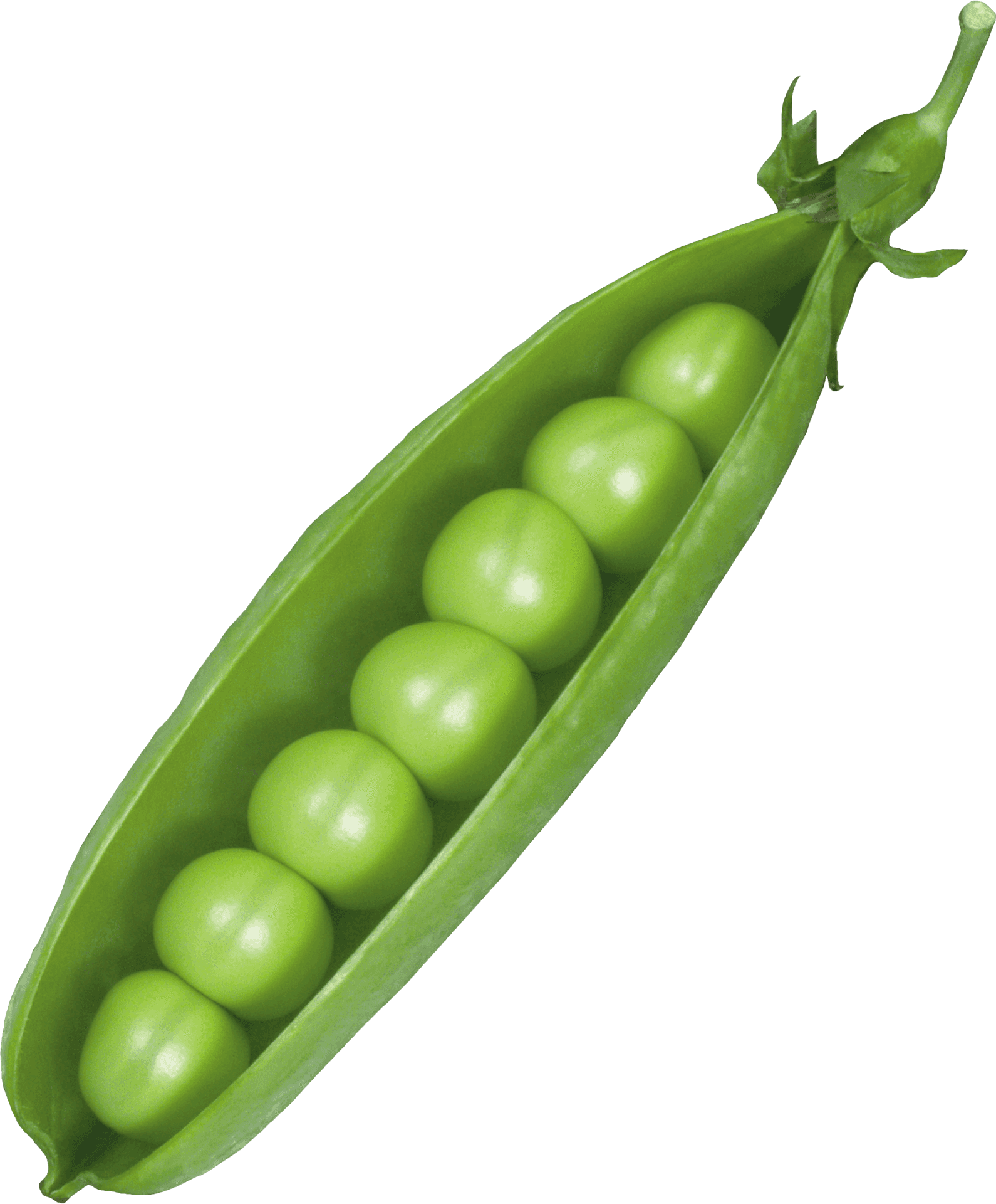 Fresh Green Pea Pod PNG Image