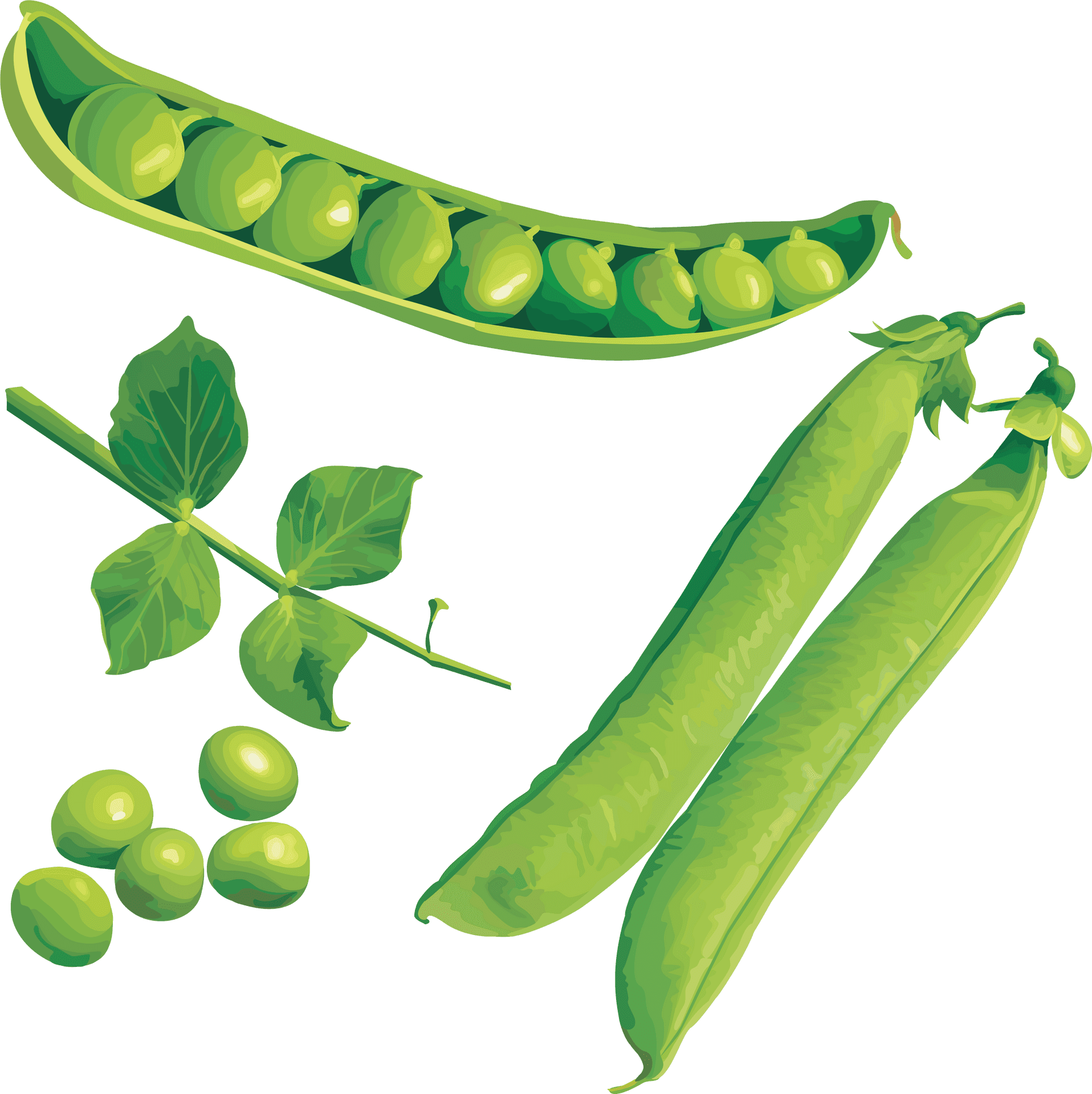 Fresh Green Peas Illustration PNG Image