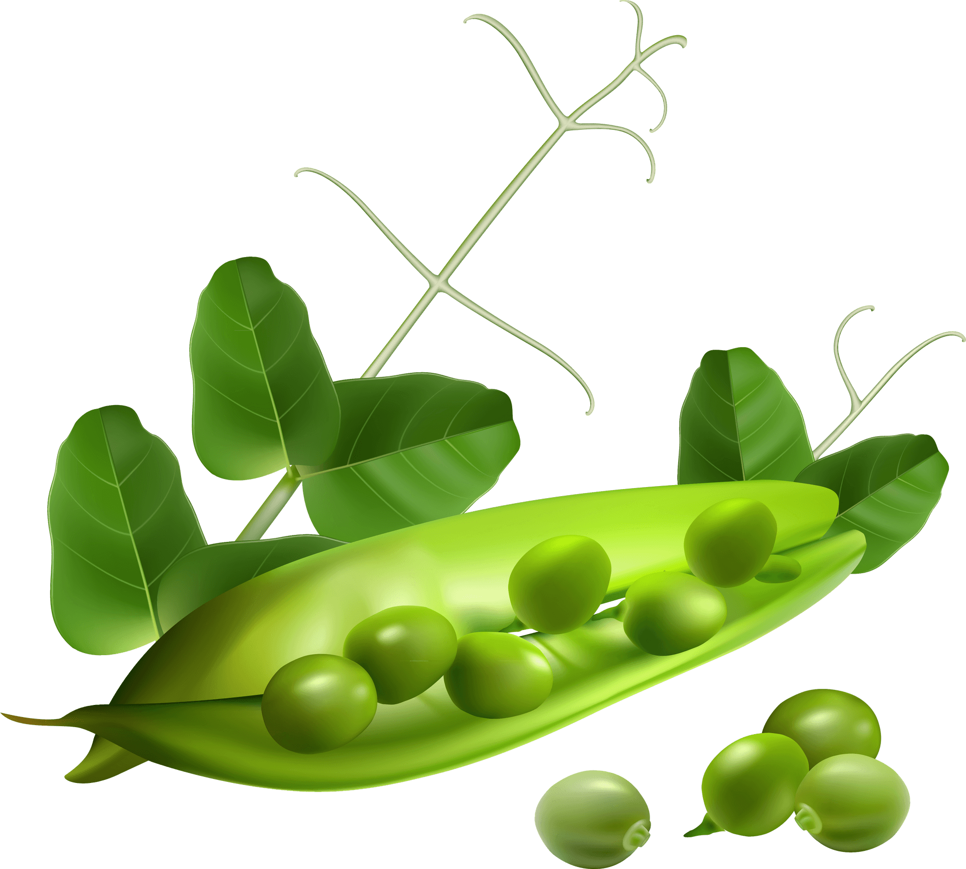 Fresh Green Peas Pod Illustration PNG Image