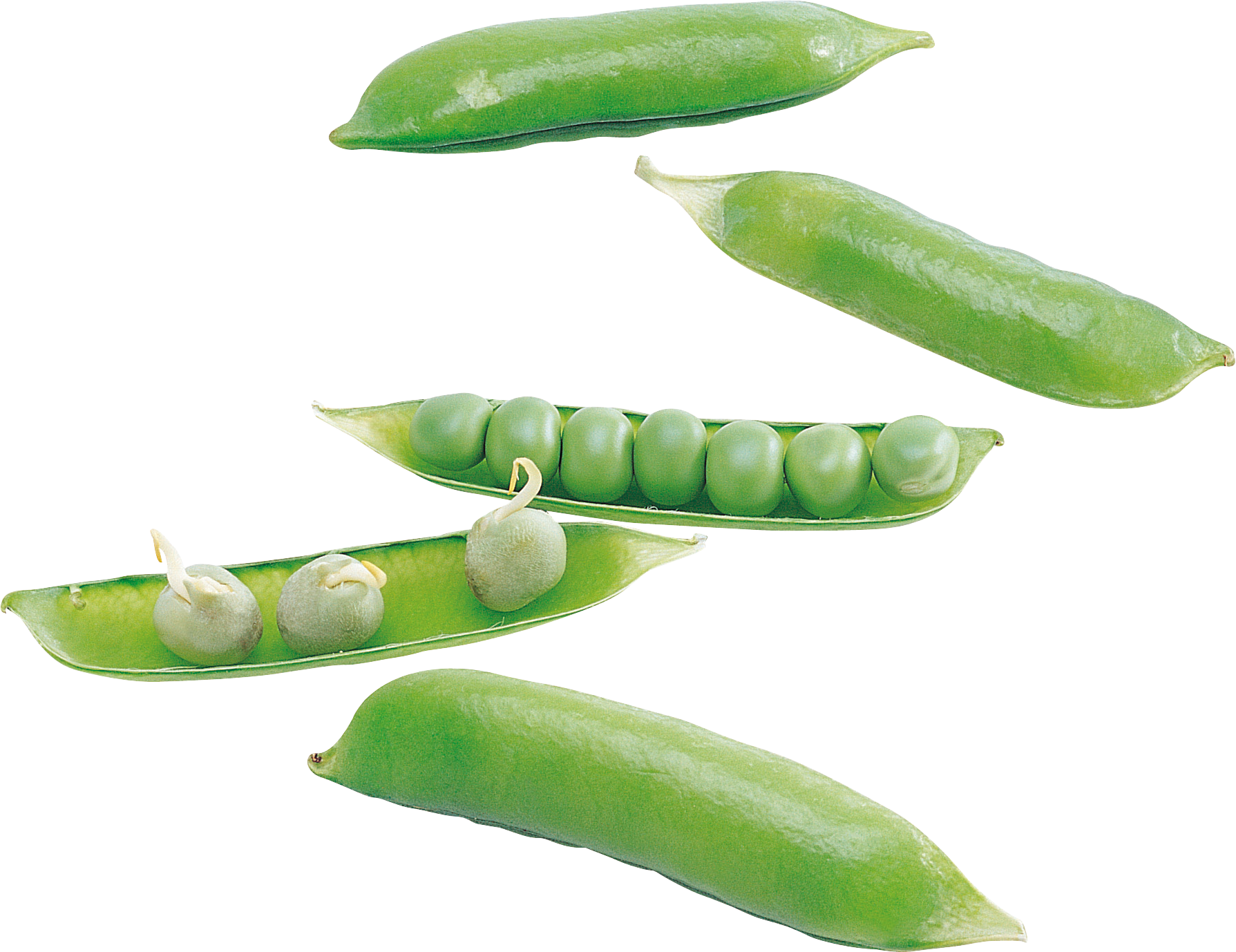 Fresh Green Peas Pods Transparent Background PNG Image