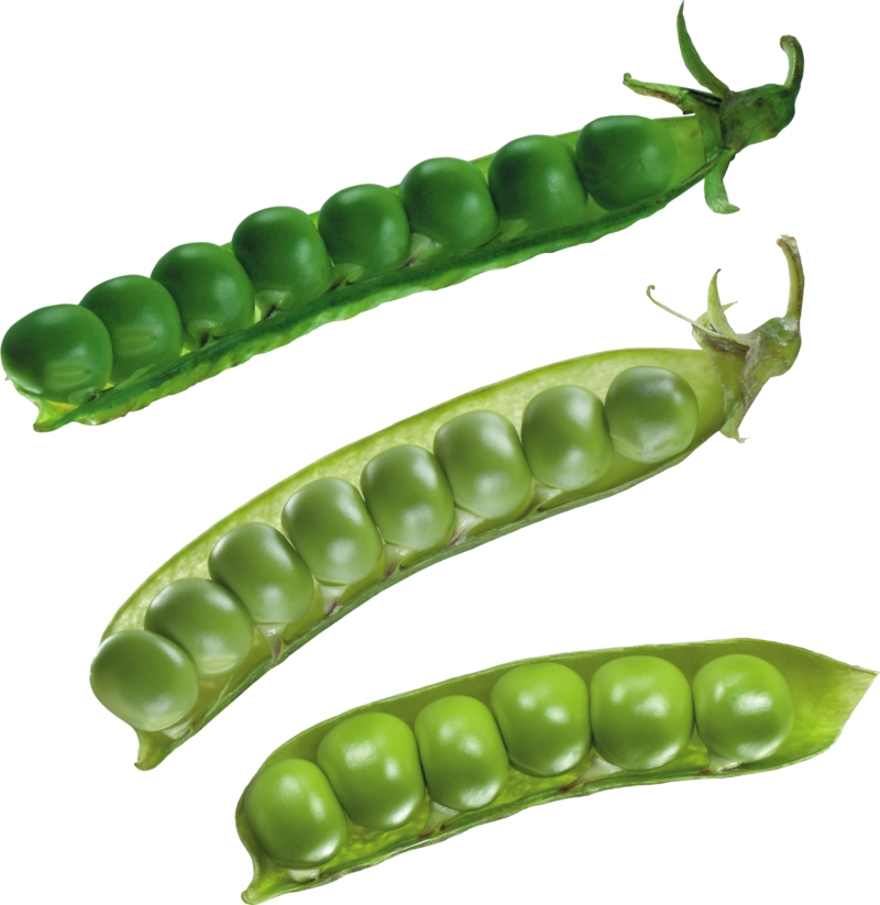 Fresh Green Peas Pods Transparent Background PNG Image