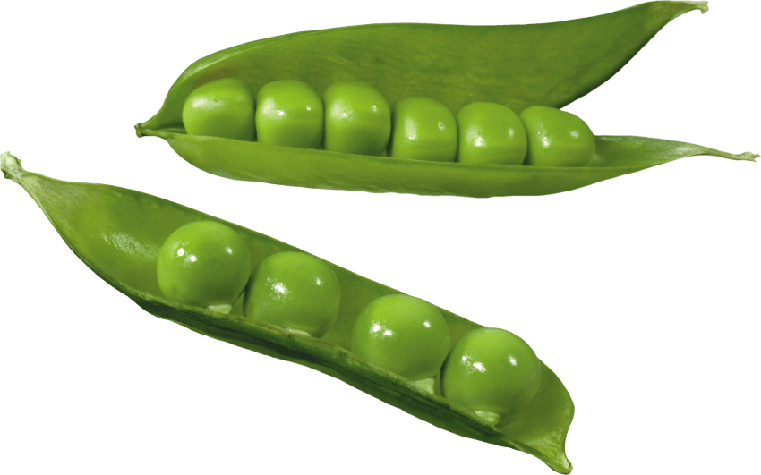 Fresh Green Peasin Pods PNG Image