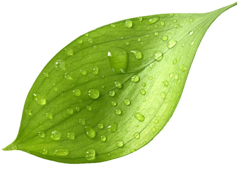 Fresh Green Tea Leafwith Dew Drops.png PNG Image