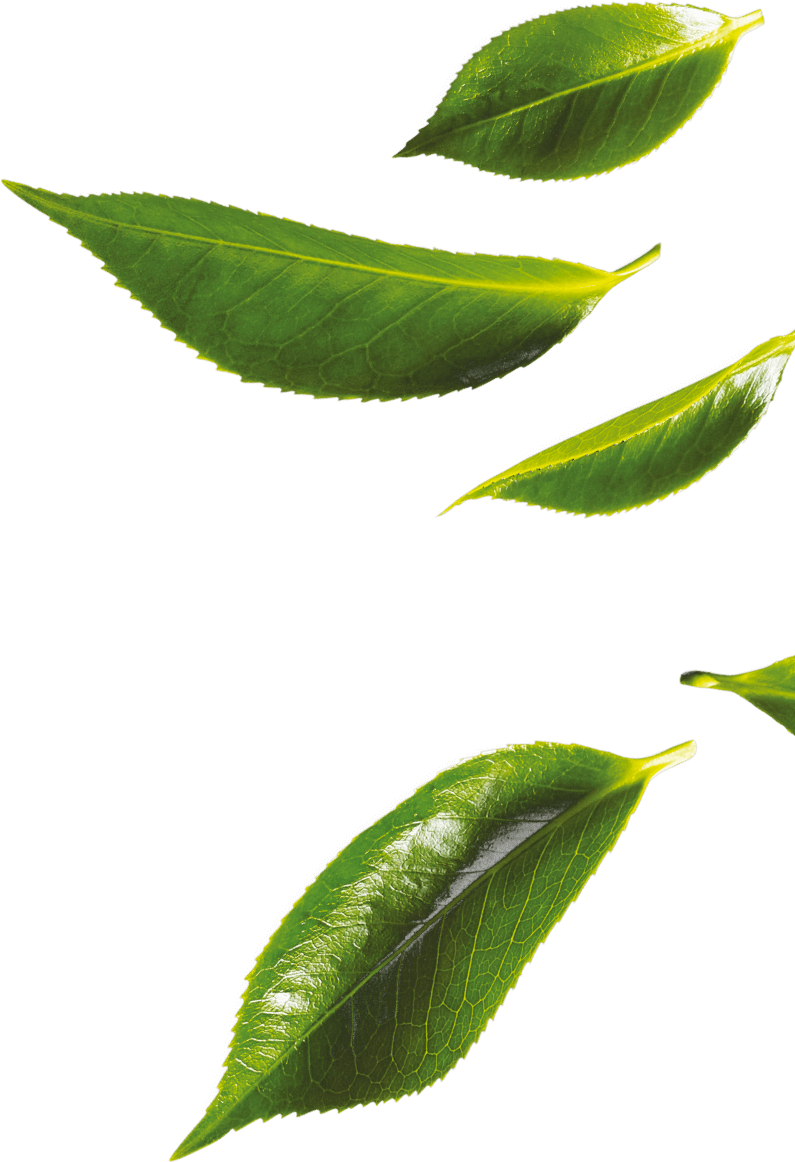 Fresh Green Tea Leaves Floating PNG Image