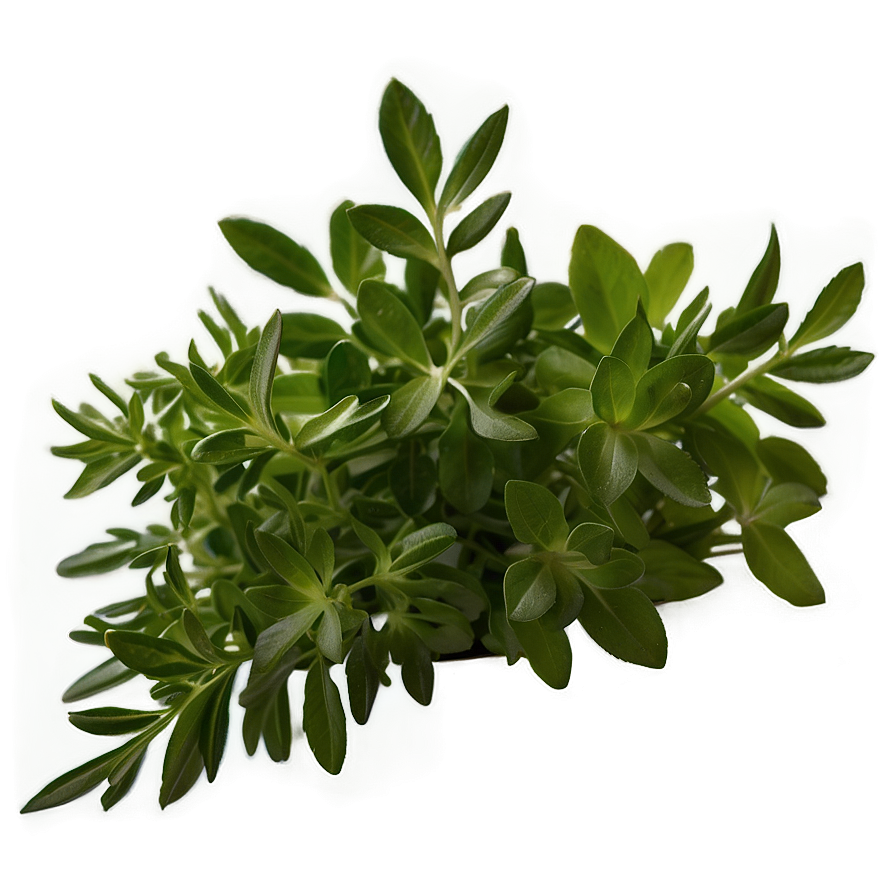 Fresh Herb Png Xyi65 PNG Image