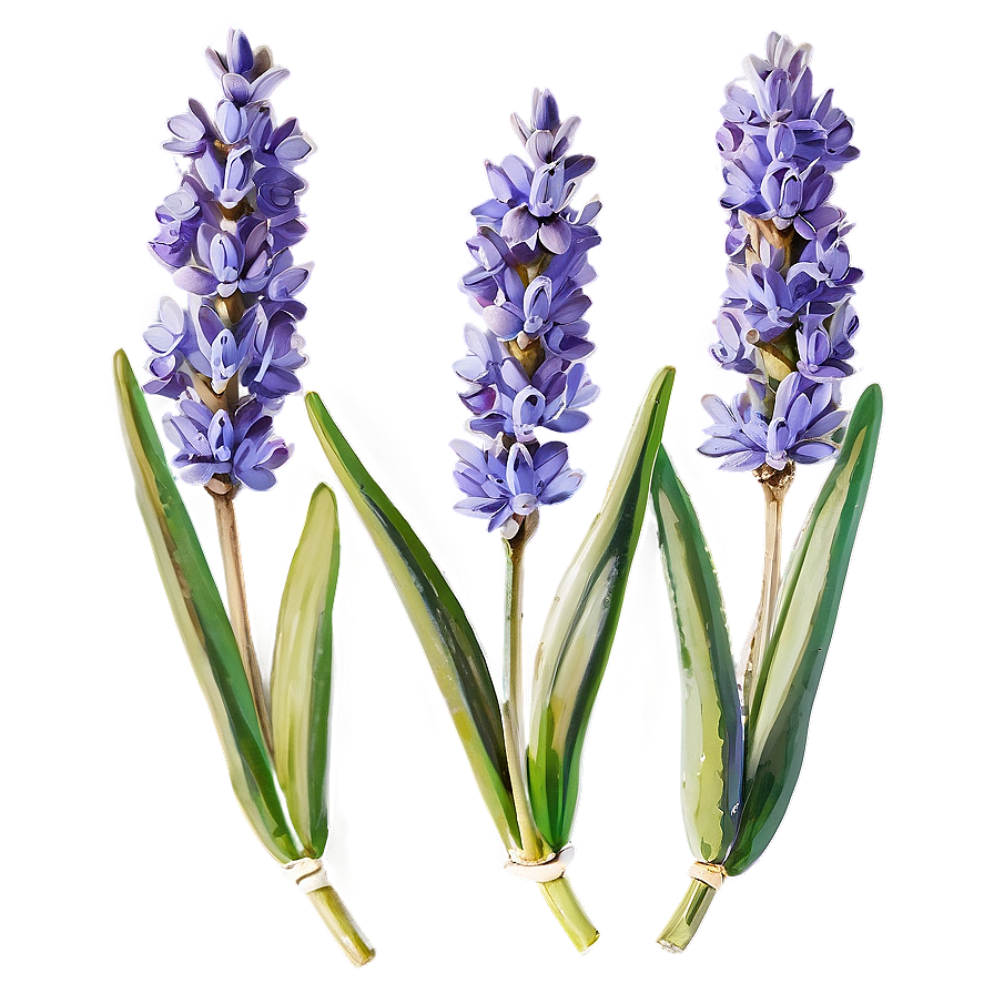 Fresh Lavender Sprigs Png 05062024 PNG Image