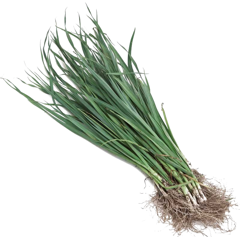 Fresh Leek Bunch Isolated PNG Image