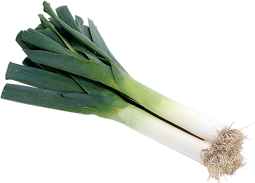 Fresh Leek Isolatedon White Background.png PNG Image