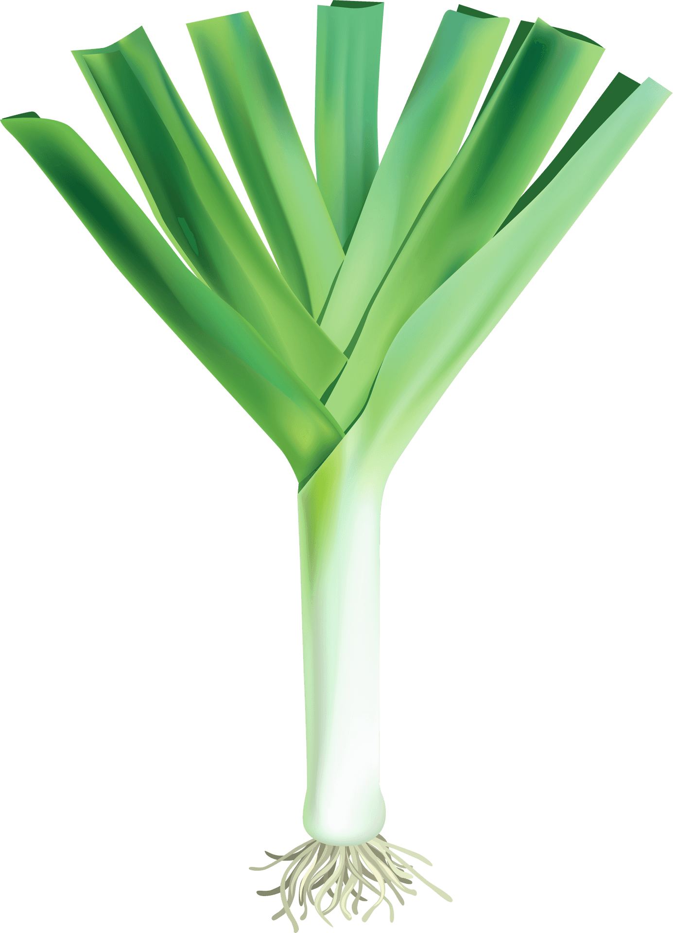 Fresh Leek Vegetable Illustration PNG Image