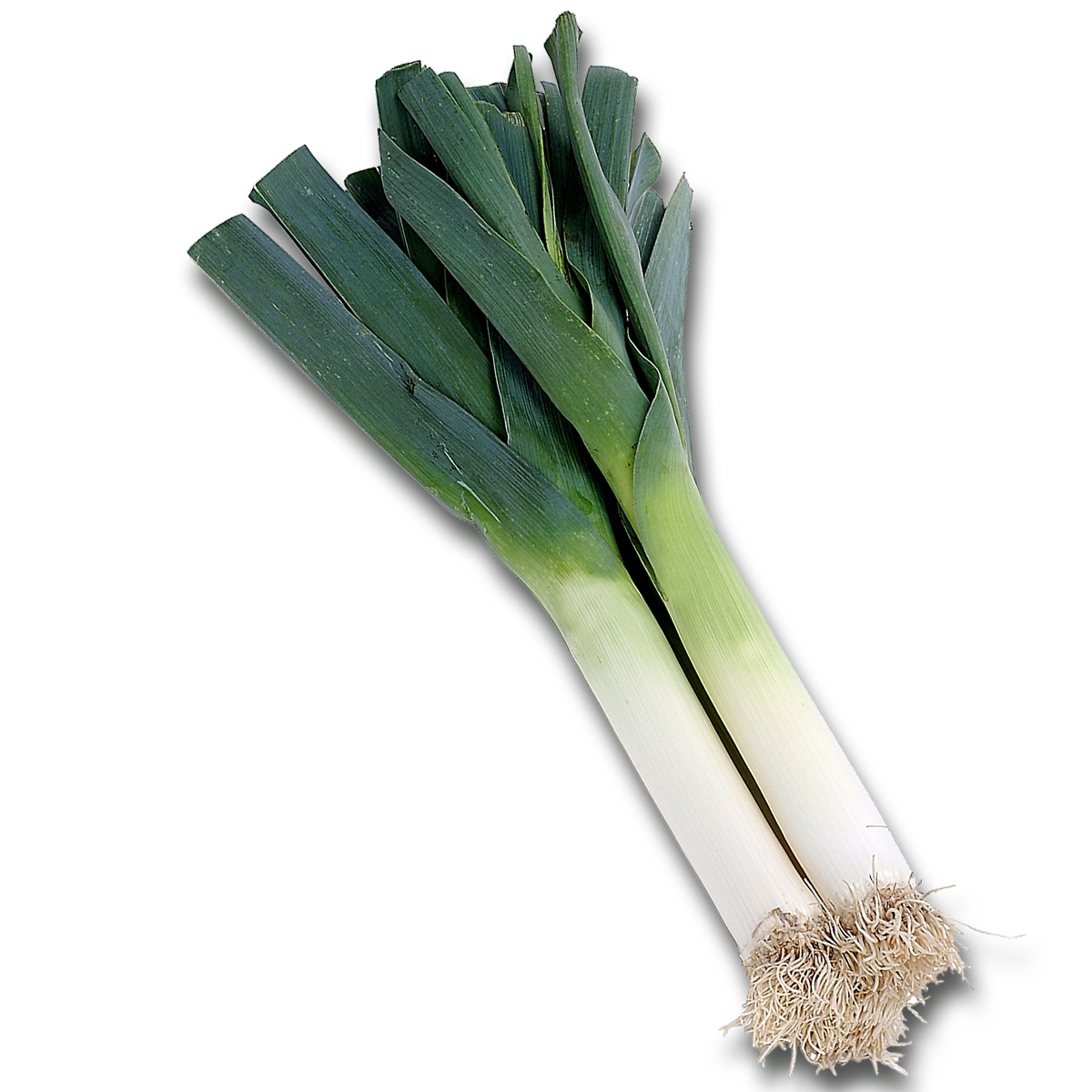 Fresh Leek Vegetable.png PNG Image