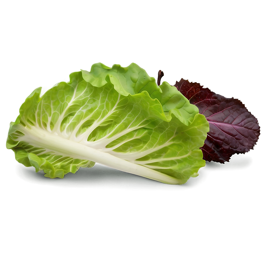 Fresh Lettuce Png Pbn PNG Image