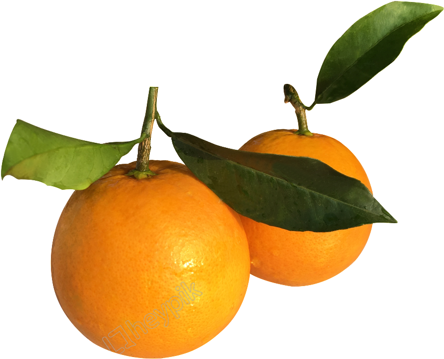 Fresh Mandarin Oranges With Leaves PNG Image