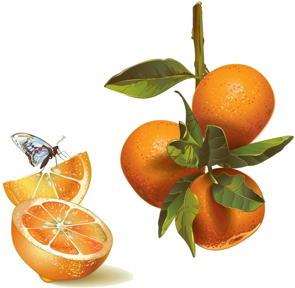 Fresh Mandarin Orangeswith Butterfly PNG Image