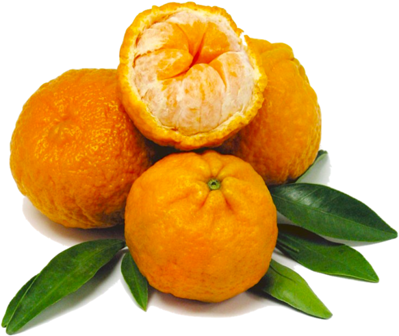 Fresh Mandarin Orangeswith Leaves PNG Image