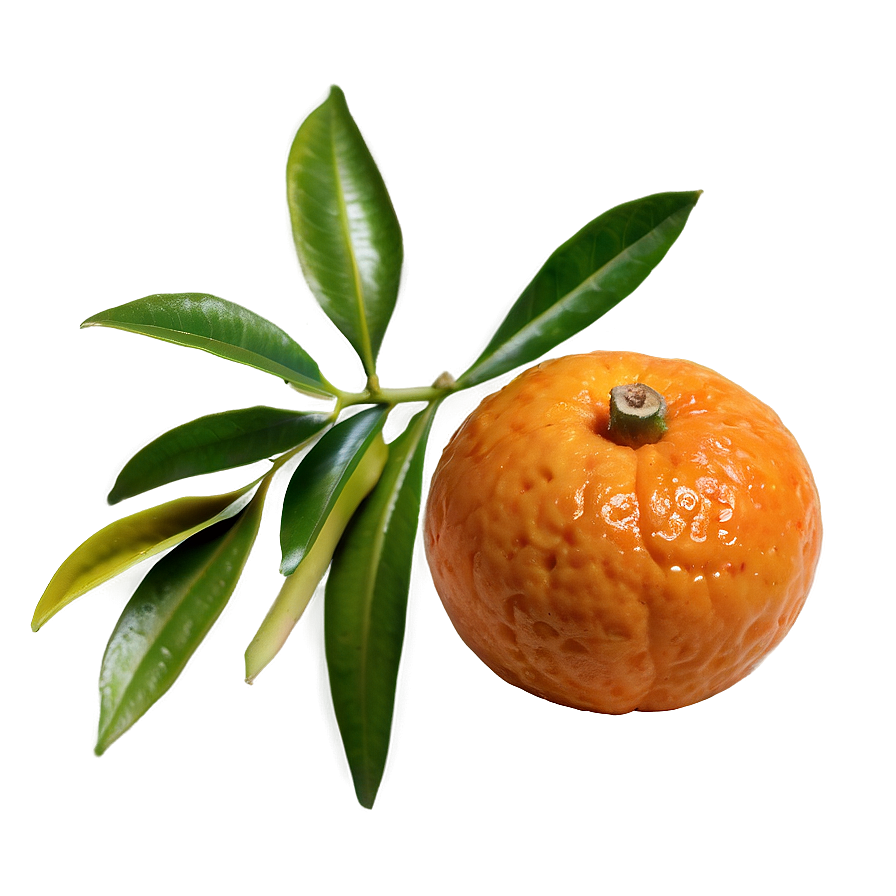 Fresh Mandarin Png Wjp93 PNG Image