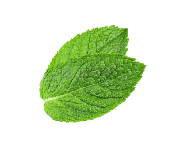 Fresh Mint Leaf Isolated PNG Image