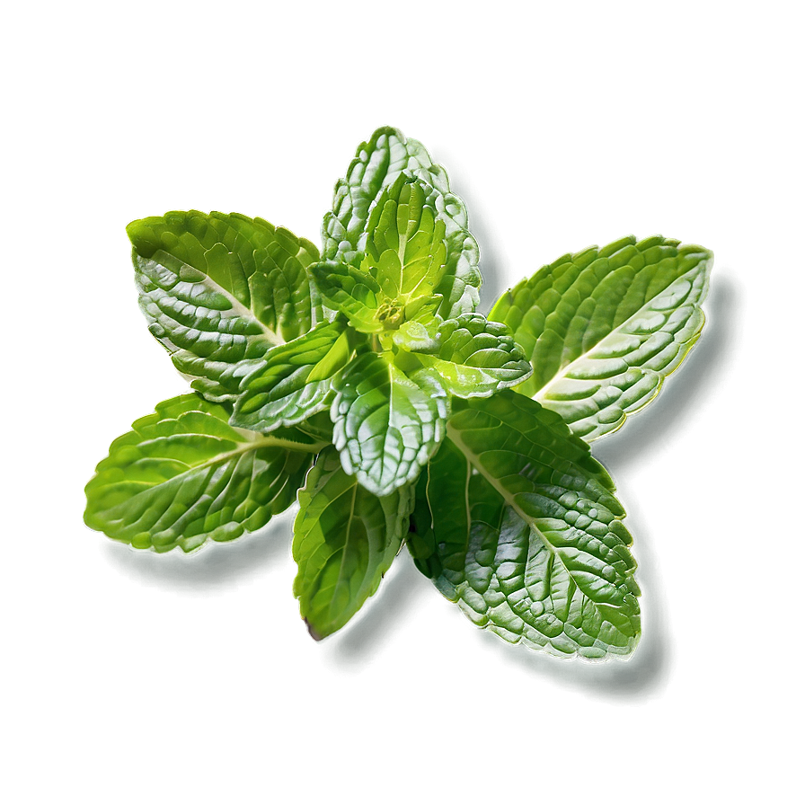 Fresh Mint Leaf Png 06212024 PNG Image