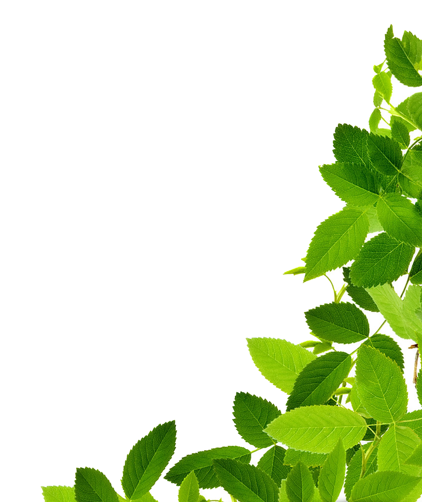 Fresh Mint Leaves Against Blue Background PNG Image