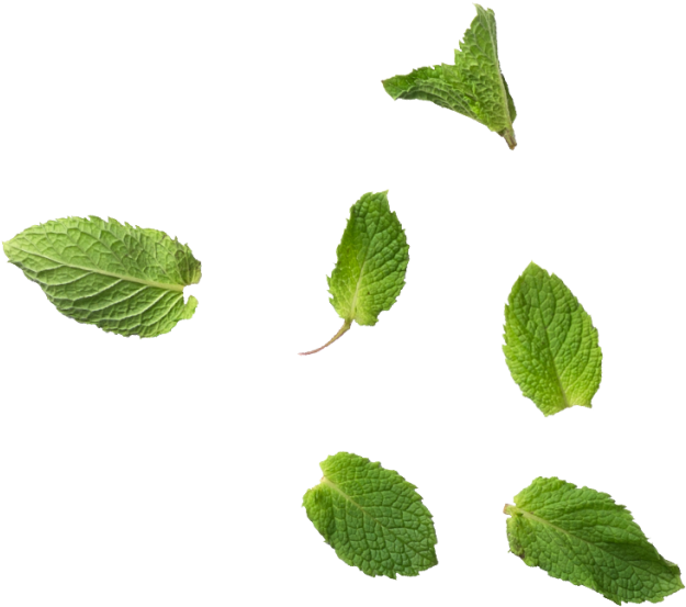 Fresh Mint Leaves Floating PNG Image