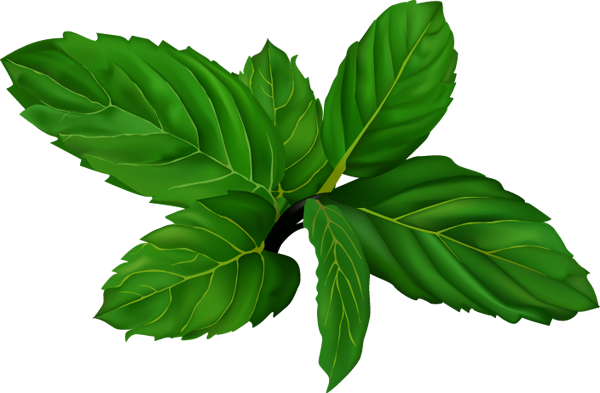 Fresh Mint Leaves Illustration PNG Image