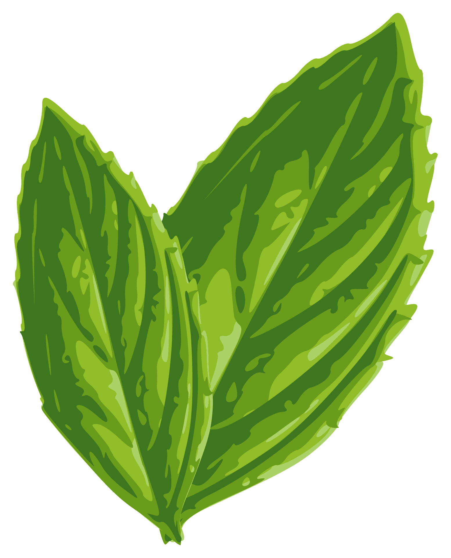 Fresh Mint Leaves Illustration PNG Image