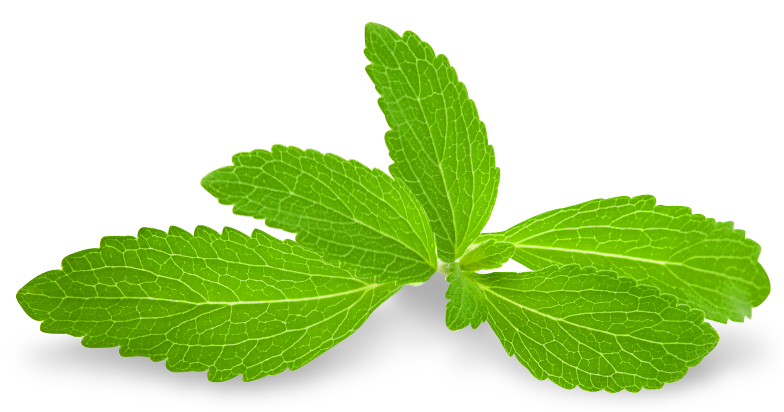 Fresh Mint Leaves Isolated PNG Image