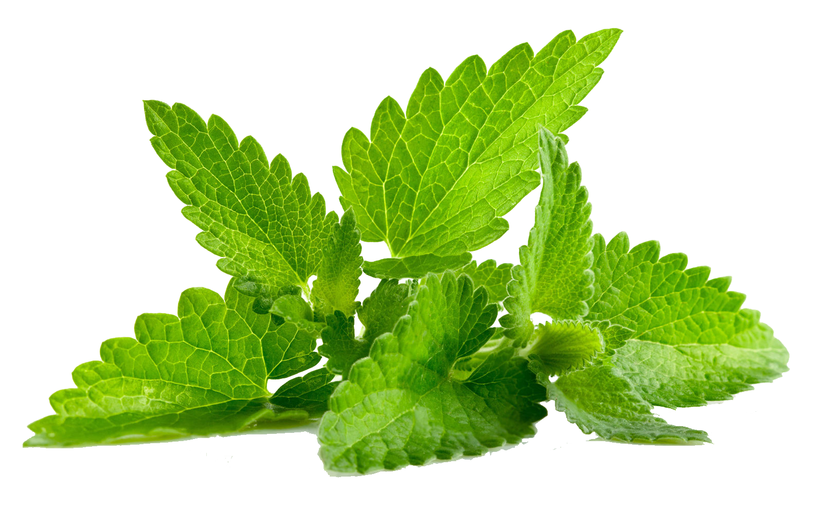 Fresh Mint Leaves Isolated PNG Image