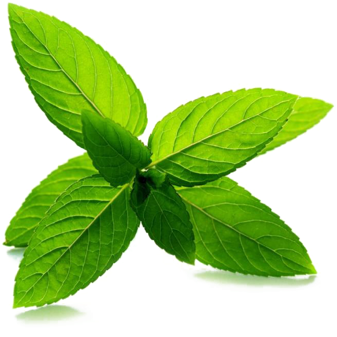 Fresh Mint Leaves Isolated.png PNG Image