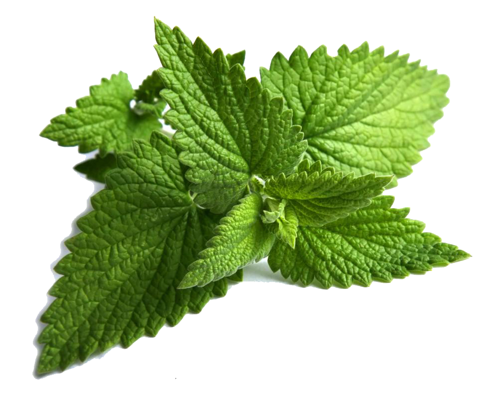 Fresh Mint Leaves Isolated.png PNG Image