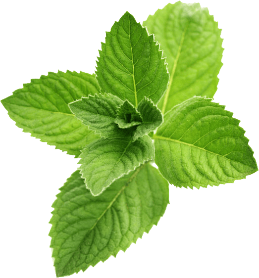 Fresh Mint Leaves Isolated.png PNG Image