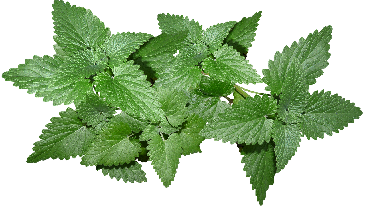 Fresh Mint Leaves Isolated.png PNG Image