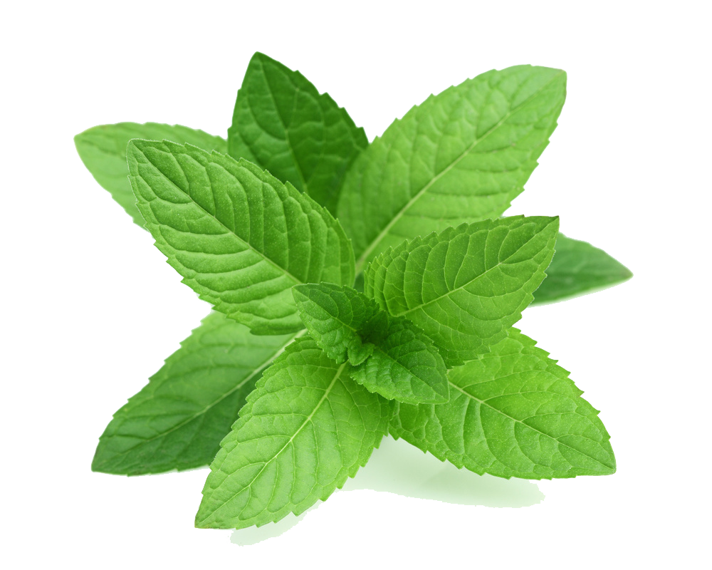 Fresh Mint Leaves Isolated.png PNG Image