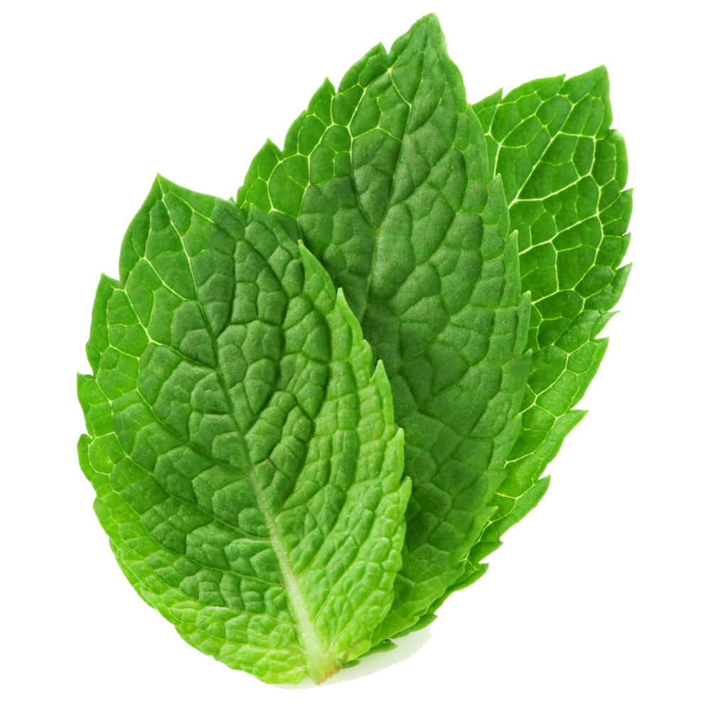 Fresh Mint Leaves Isolated PNG Image