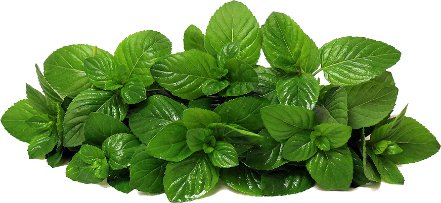 Fresh Mint Leaves Transparent Background PNG Image