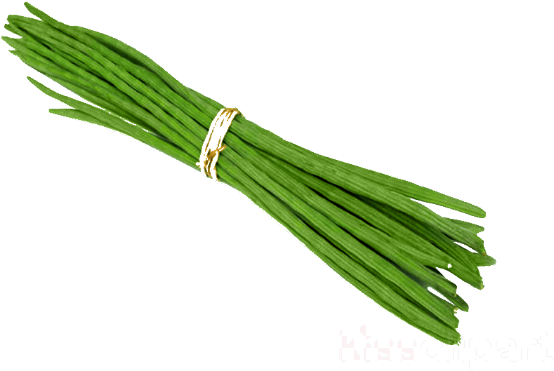 Fresh Moringa Oleifera Drumsticks PNG Image