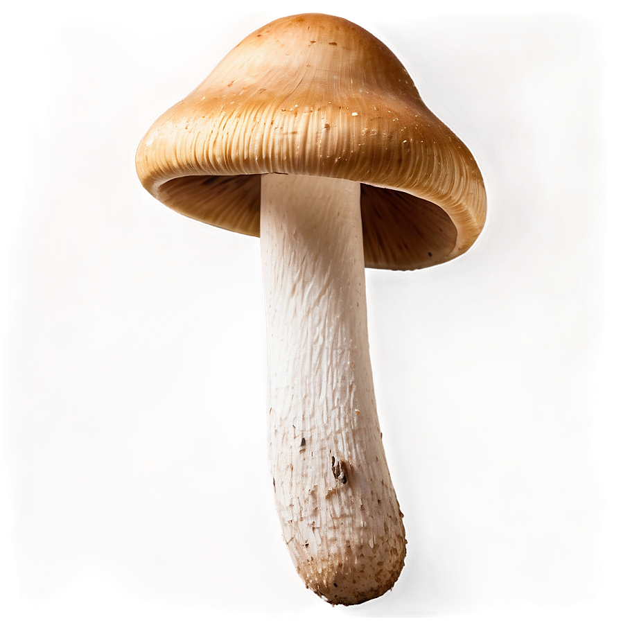 Fresh Mushrooms Png 05242024 PNG Image