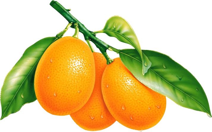 Fresh Orangeson Branch PNG Image