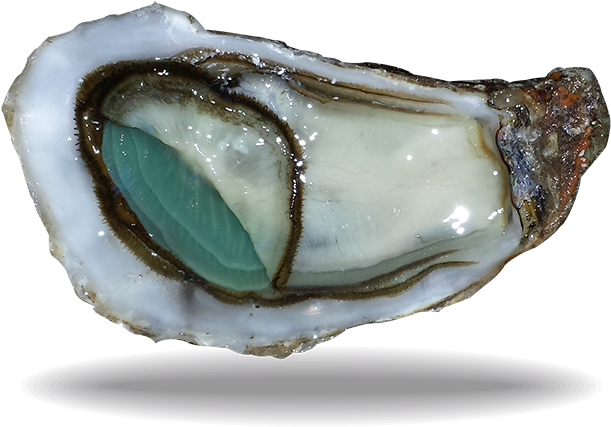 Fresh Oysteron Half Shell PNG Image