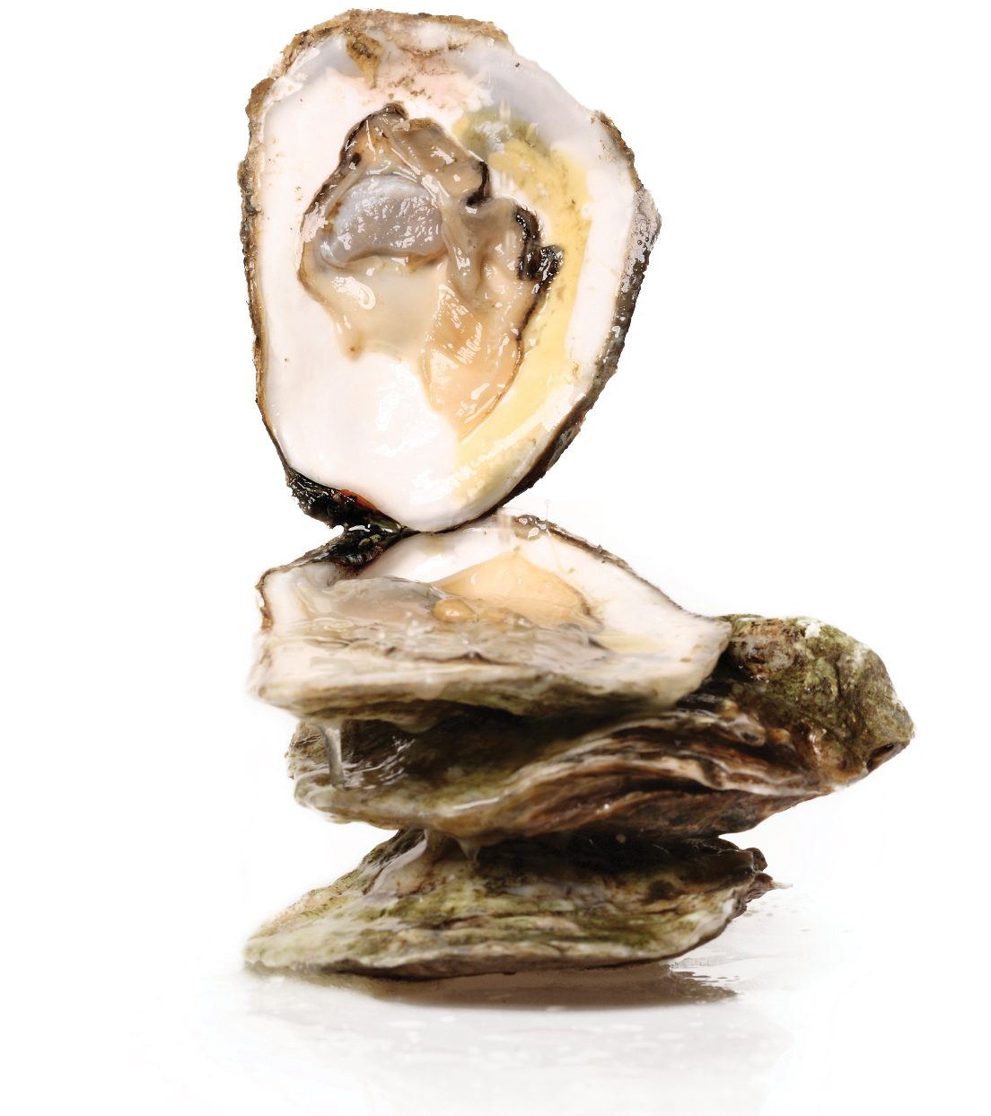 Fresh Oysteron Half Shell PNG Image