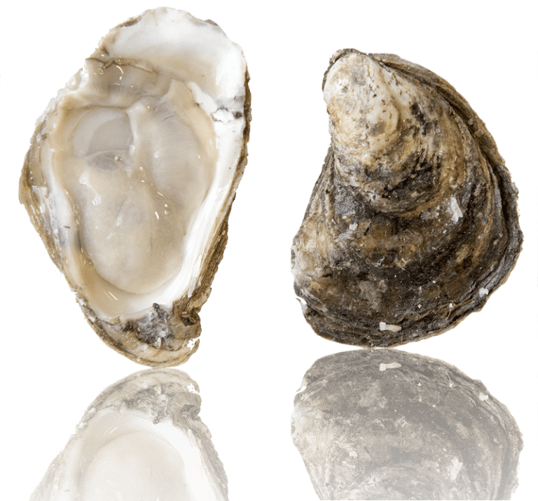 Fresh Oysters Top Bottom View PNG Image