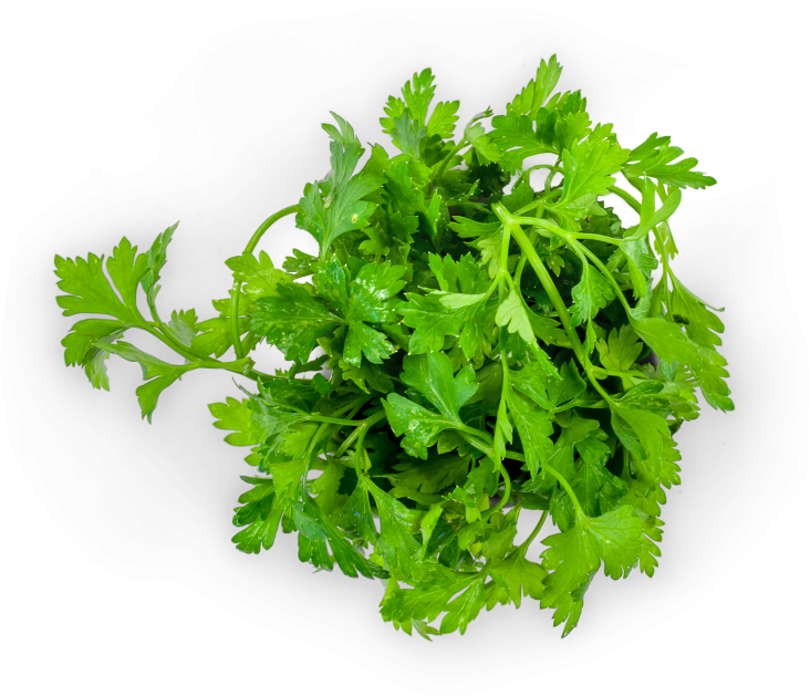 Fresh Parsley Bunch Isolated PNG Image