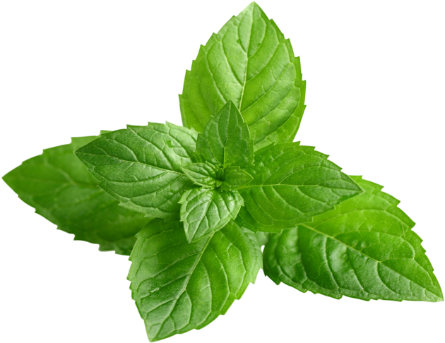 Fresh Peppermint Leaves Isolated PNG Image