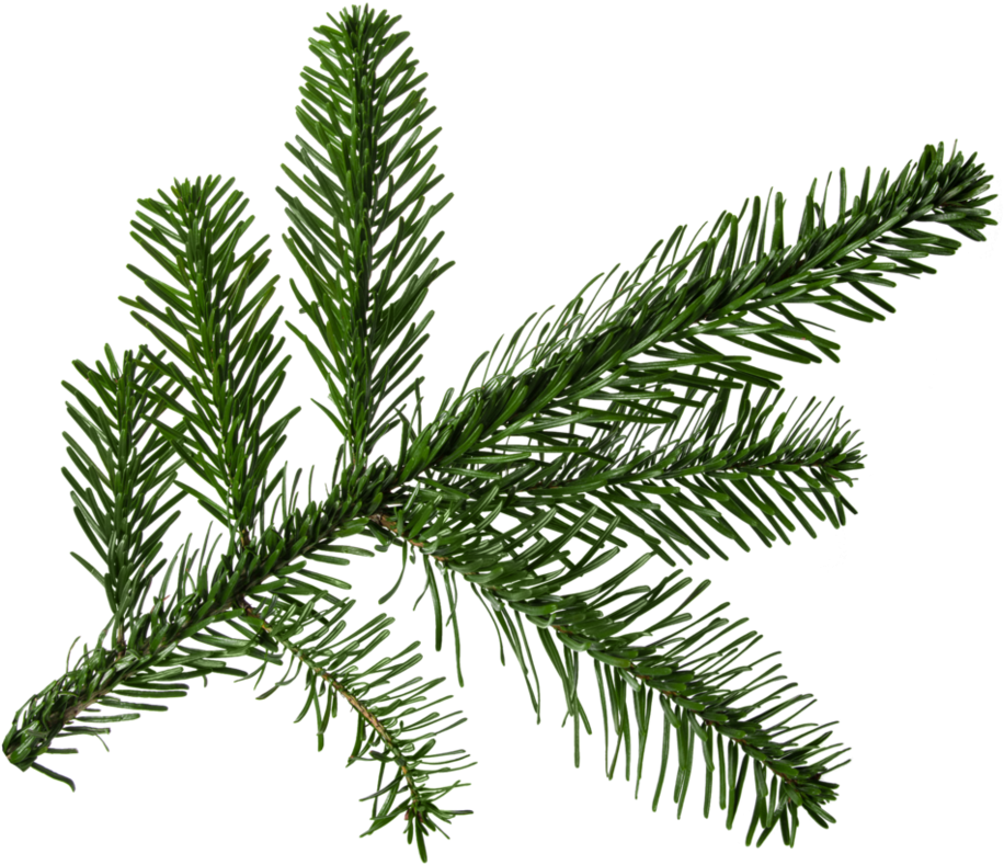 Fresh Pine Branch Transparent Background PNG Image