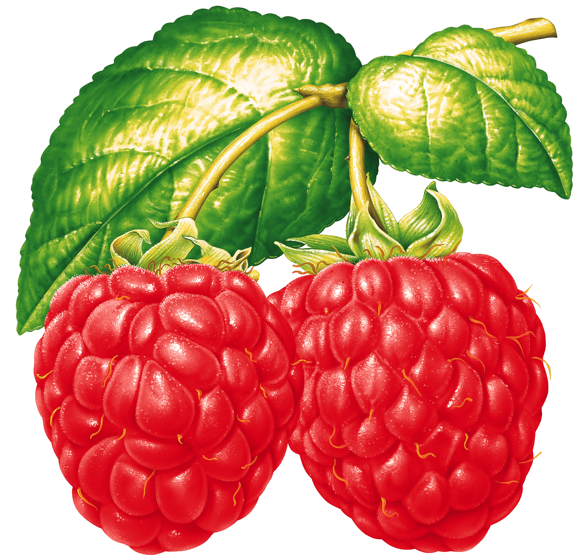 Fresh Raspberries With Leaves PNG Image