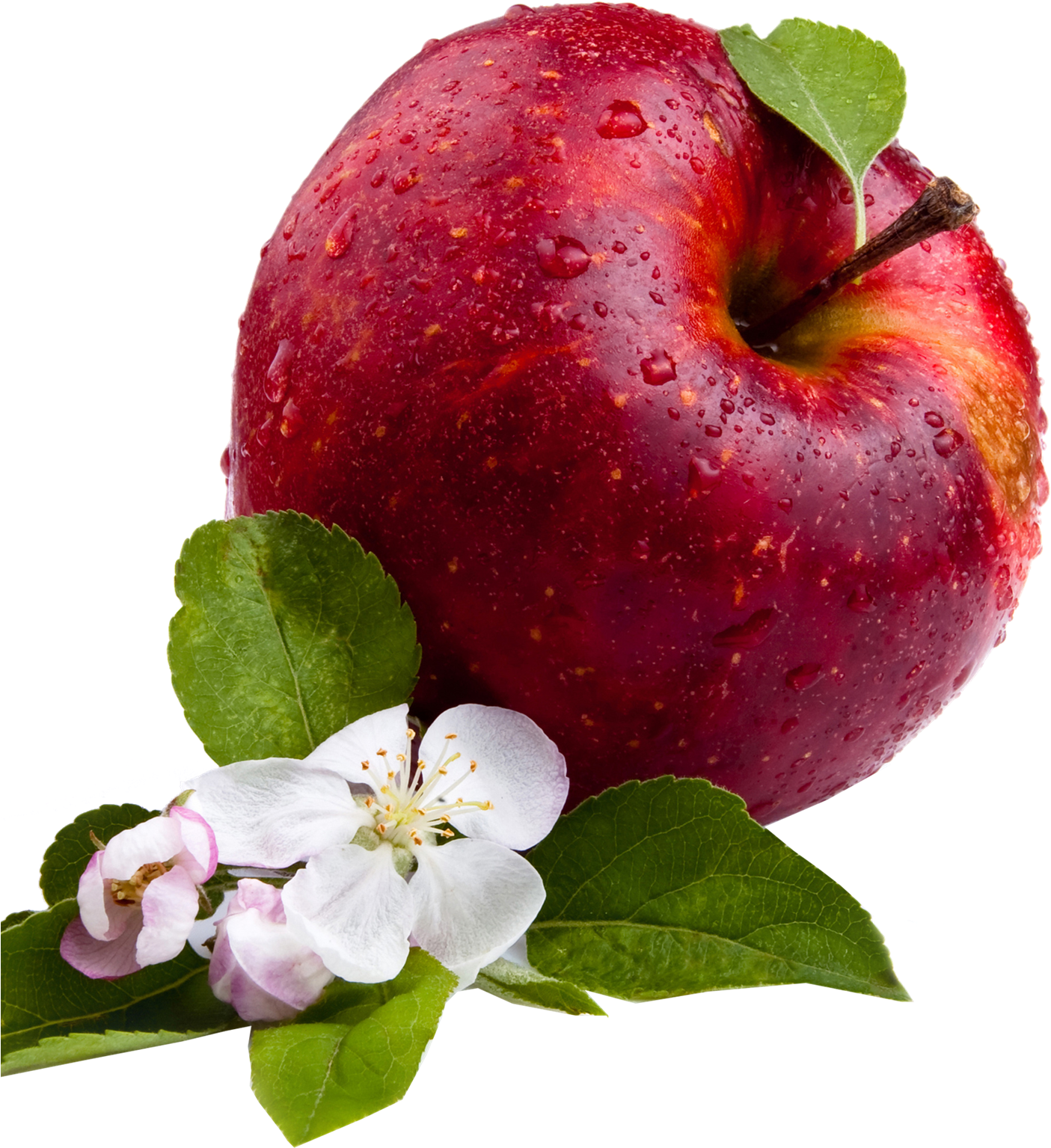 Fresh Red Apple With Blossomand Dew PNG Image