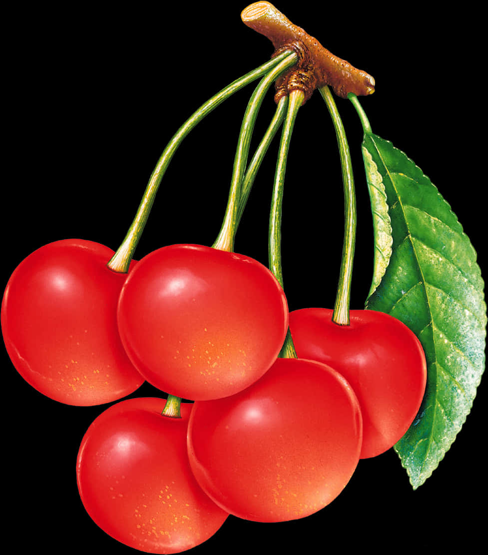 Fresh Red Cherrieswith Leaf PNG Image