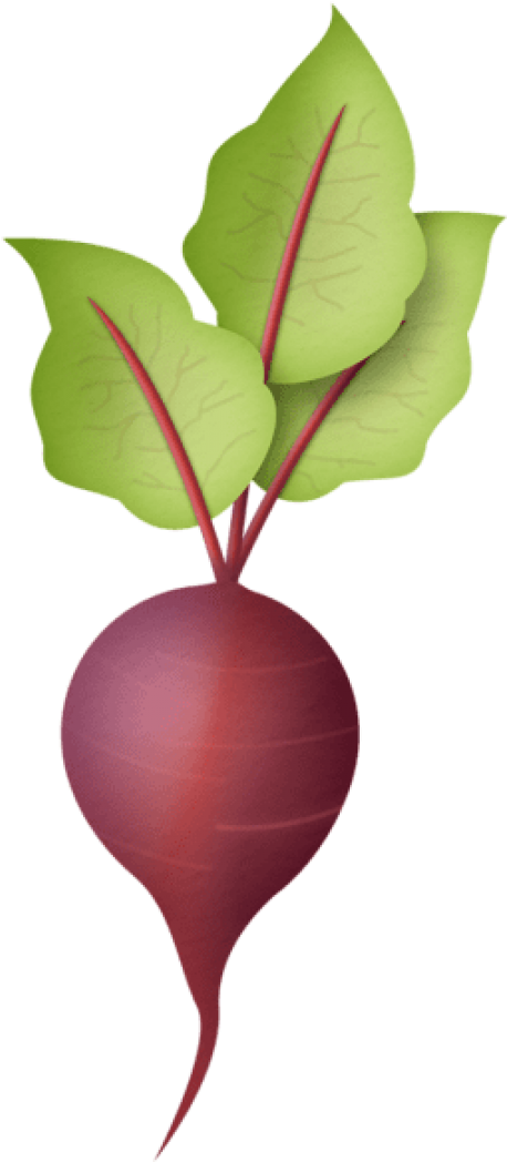 Fresh Red Radish Illustration PNG Image