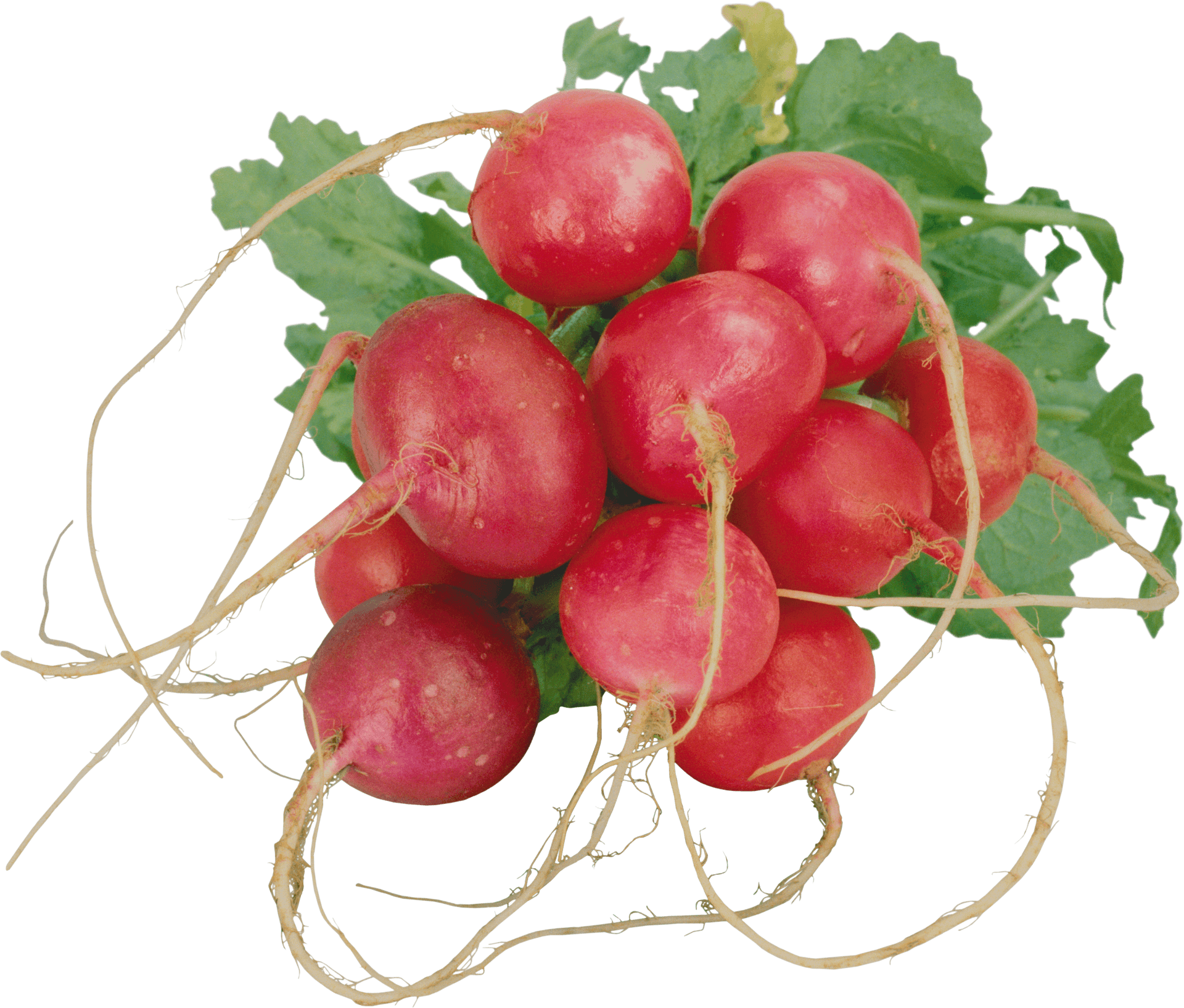 Fresh Red Radishes Bunch PNG Image